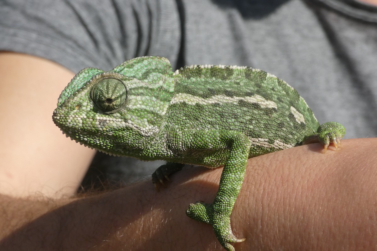 Animals - ML646974917