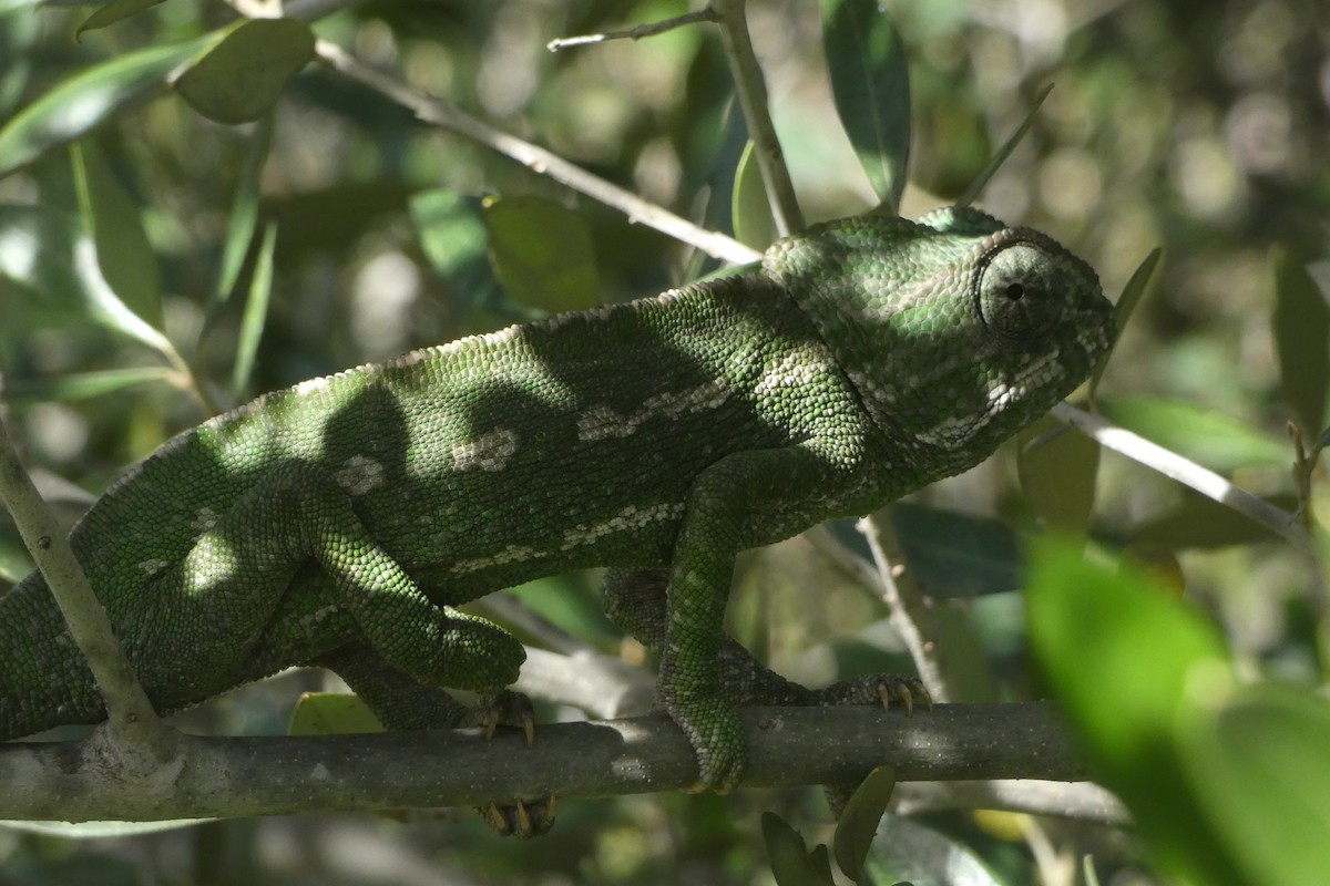 Animals - ML646974918