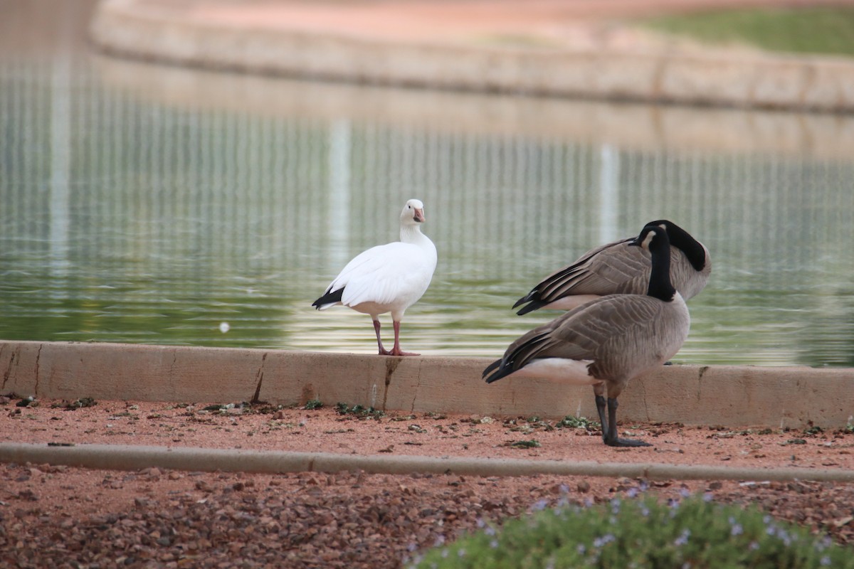 Гуска біла - ML646974920