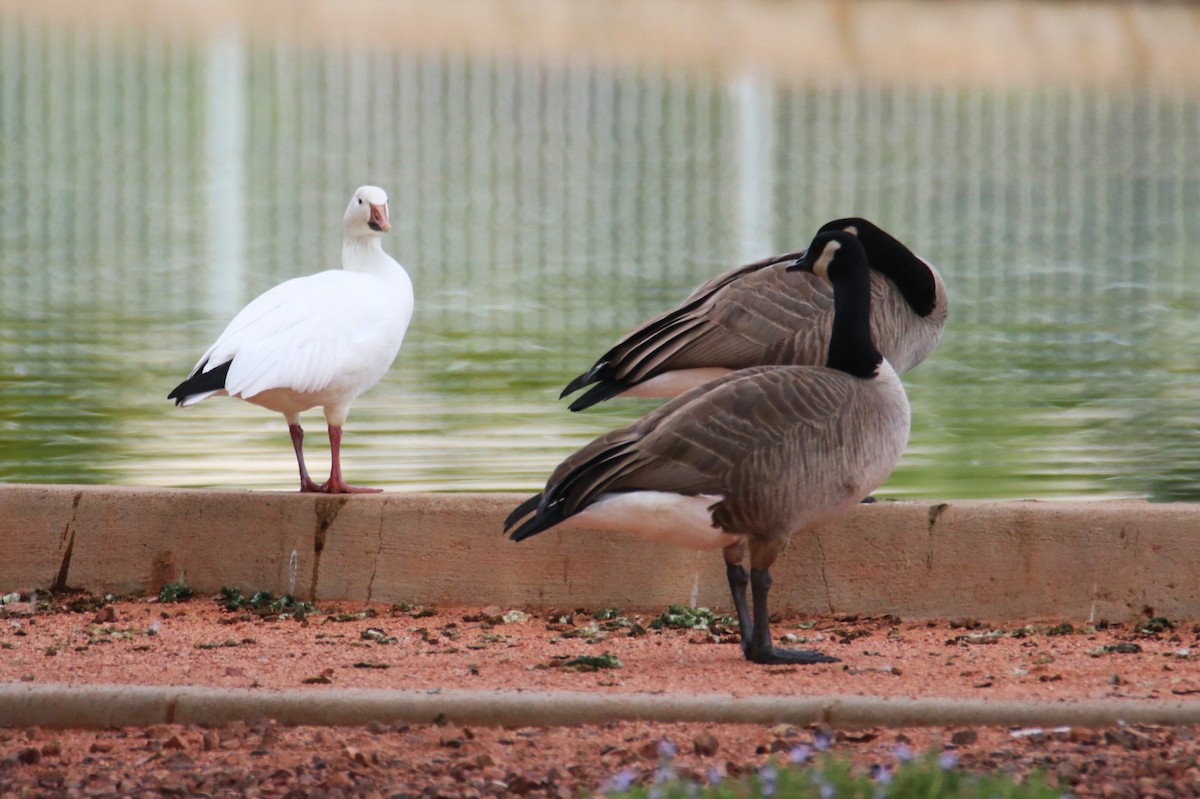 Гуска біла - ML646974921