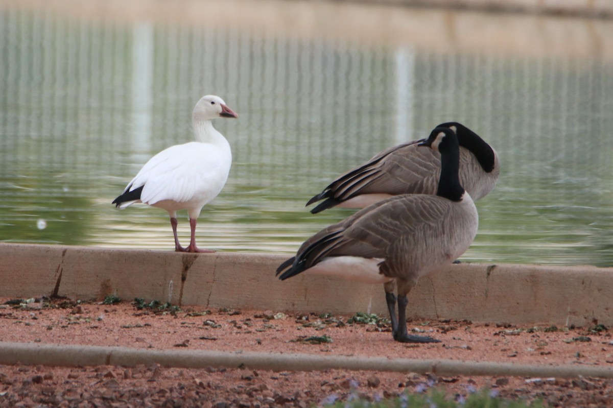 Гуска біла - ML646974922