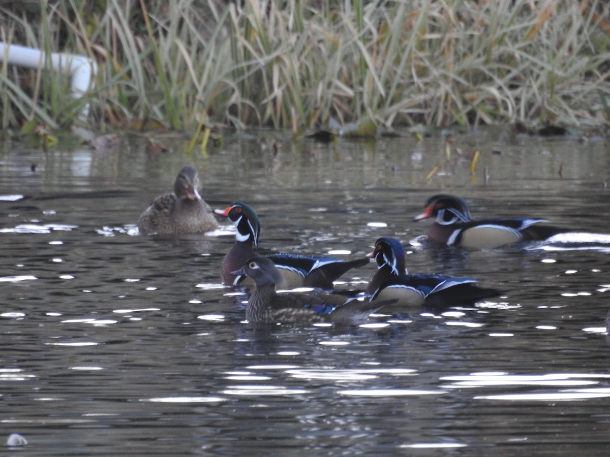 kachnička karolínská - ML646974924