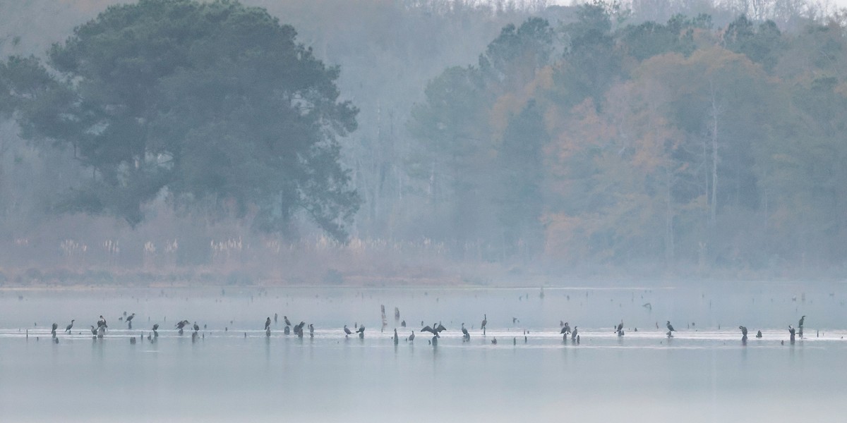 Double-crested Cormorant - ML646974929