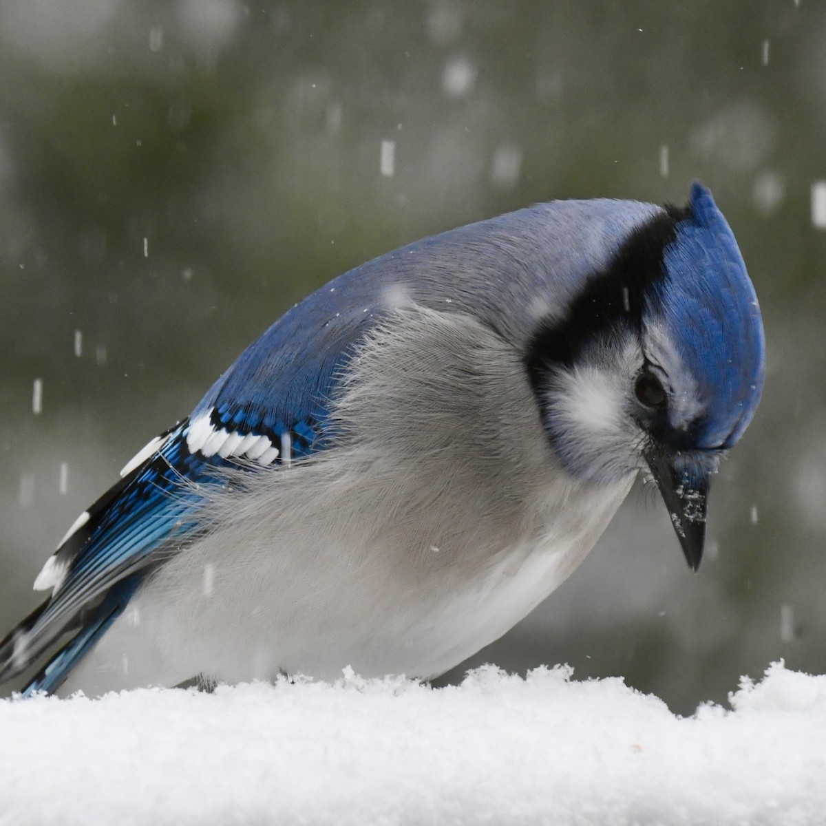 Голубая сойка - ML646974930