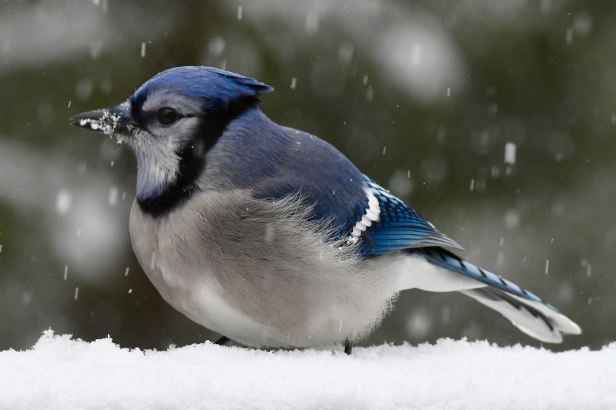 Голубая сойка - ML646974931