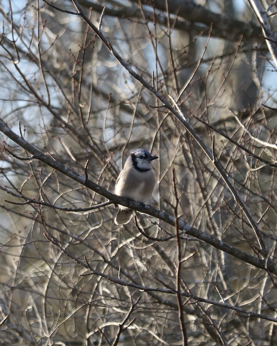 sojka chocholatá - ML646974933