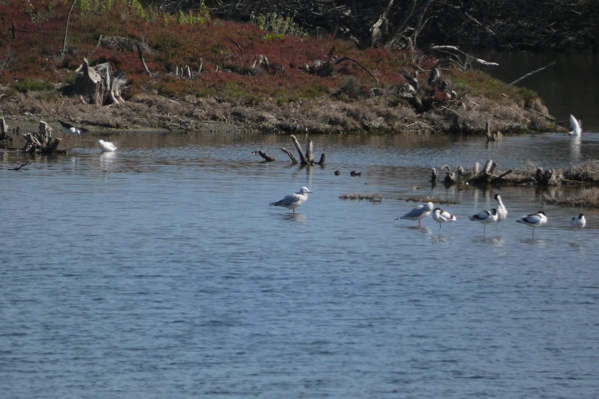 Slender-billed Gull - ML646974934