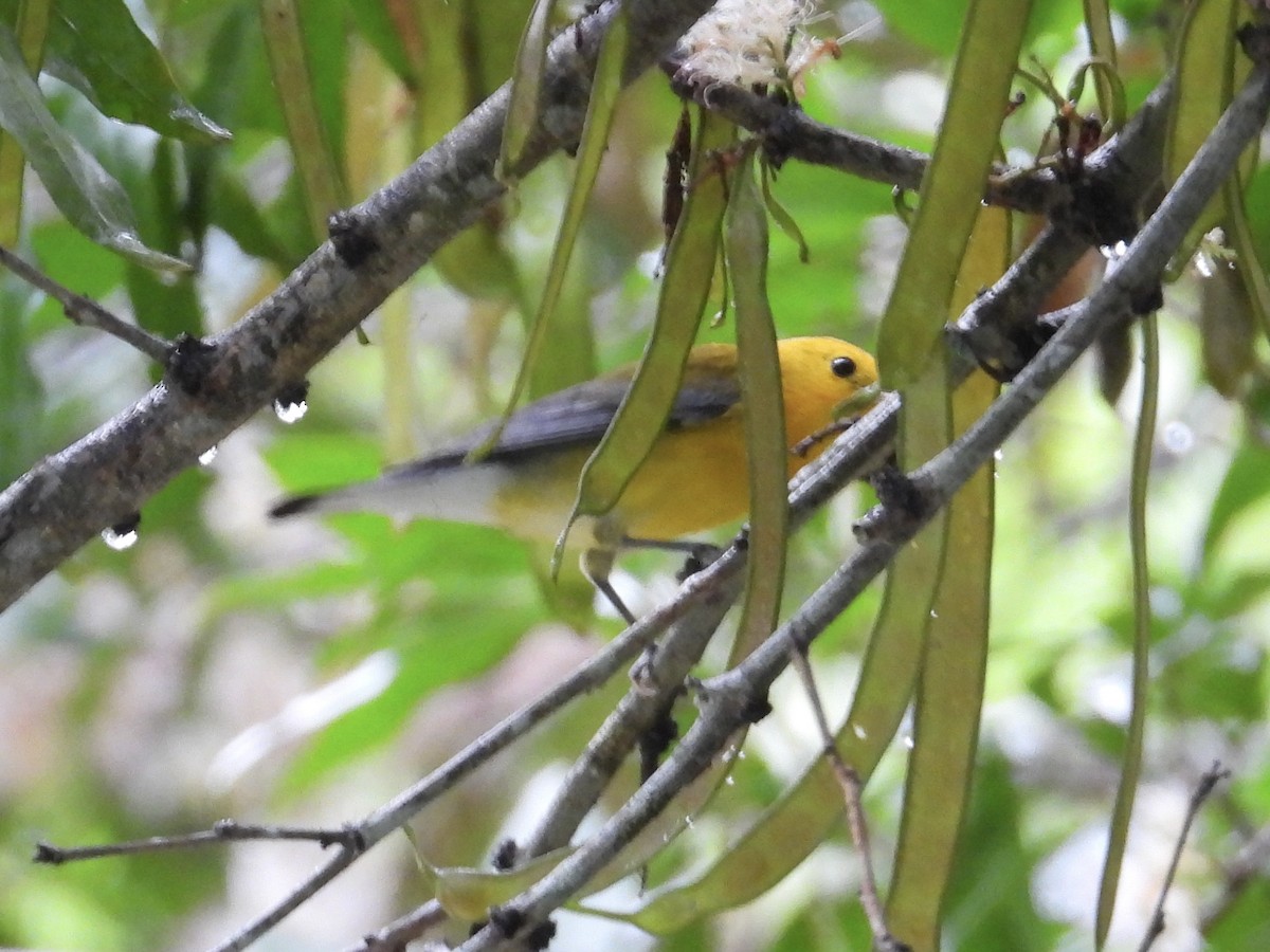 Prothonotary Warbler - ML646974935