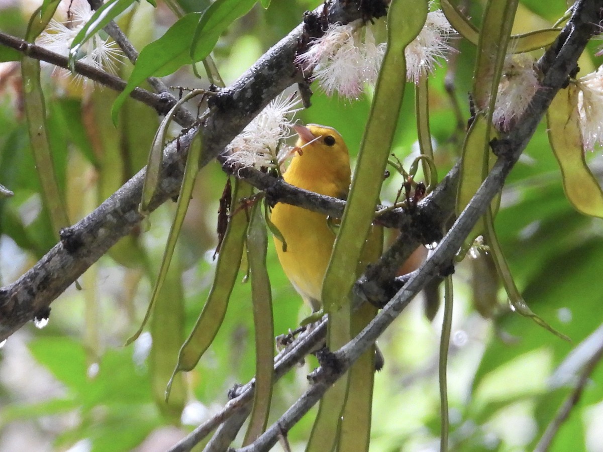 Prothonotary Warbler - ML646974936
