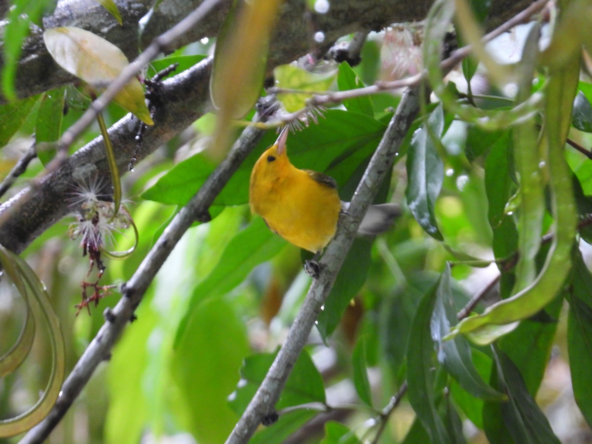 Prothonotary Warbler - ML646974937