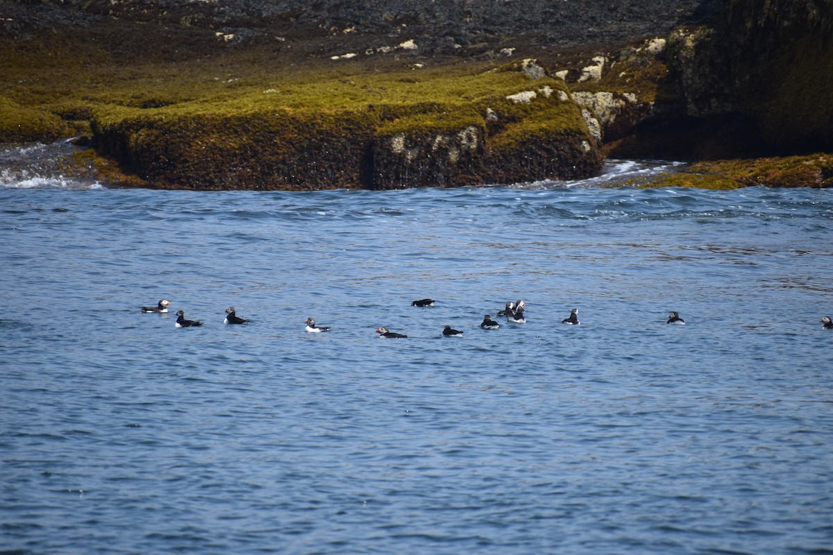 Atlantic Puffin - ML646974938