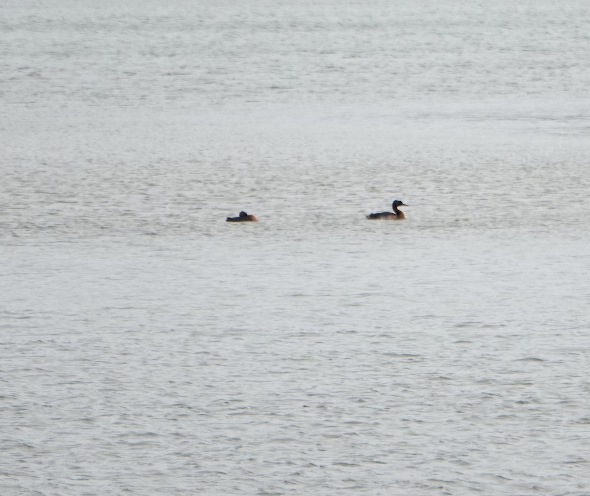 Great Grebe - ML646974944