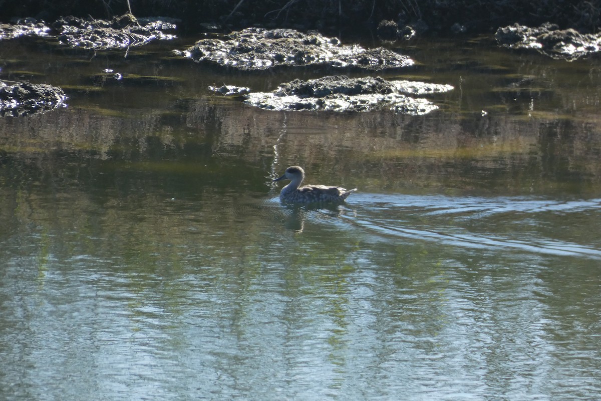 Marbled Duck - ML646974946