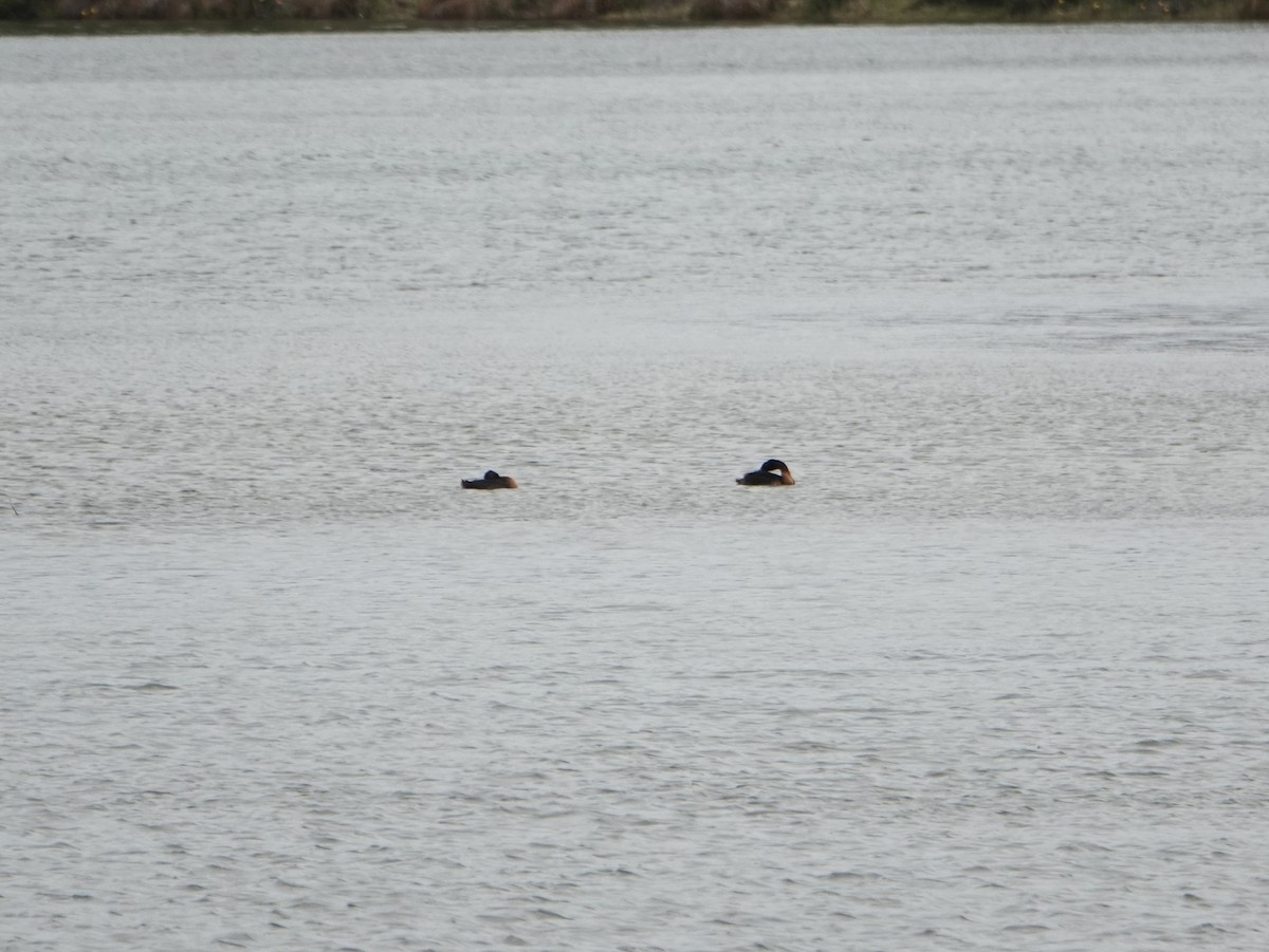 Great Grebe - ML646974947
