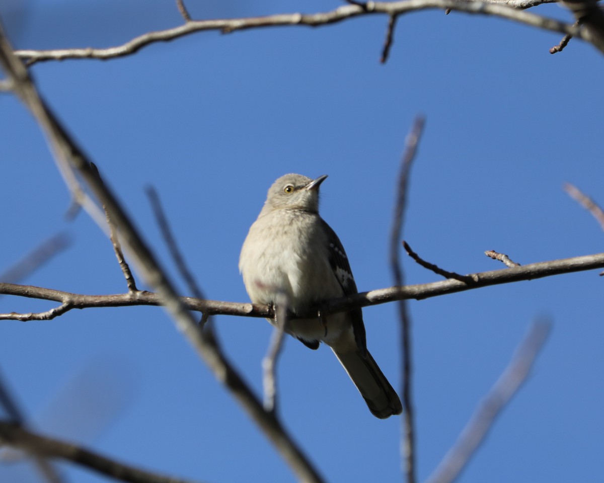 drozdec mnohohlasý - ML646974948