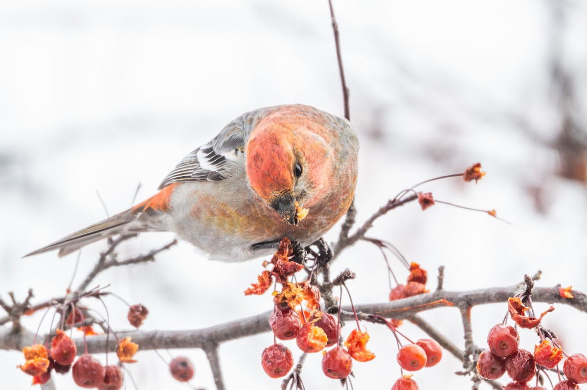 Pine Grosbeak - ML646974959