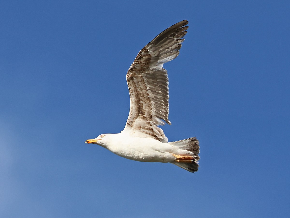 Lesser Black-backed Gull - ML646974966
