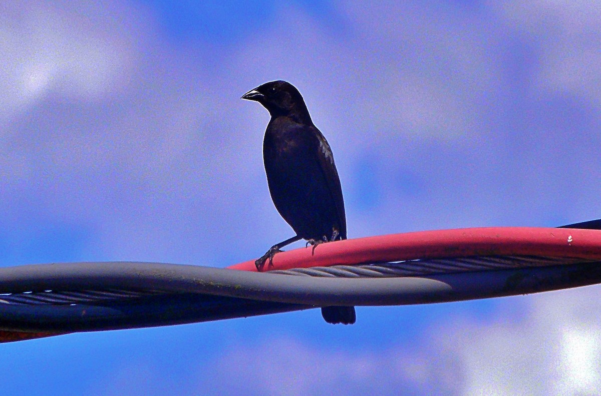 Shiny Cowbird - ML646974968