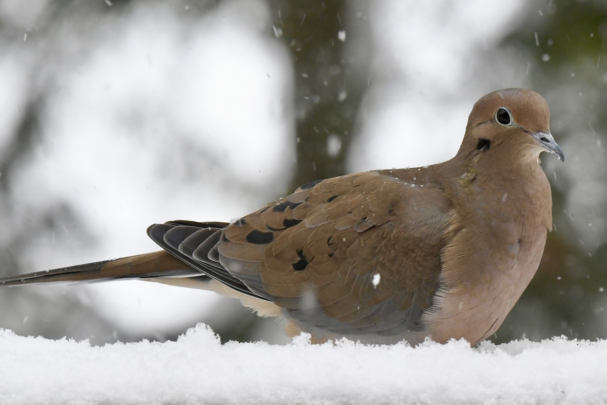 Плачущая горлица - ML646974969