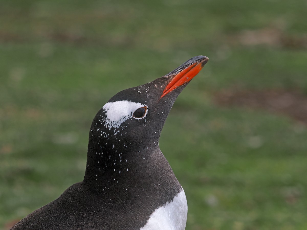 Gentoo Penguin - ML646974972