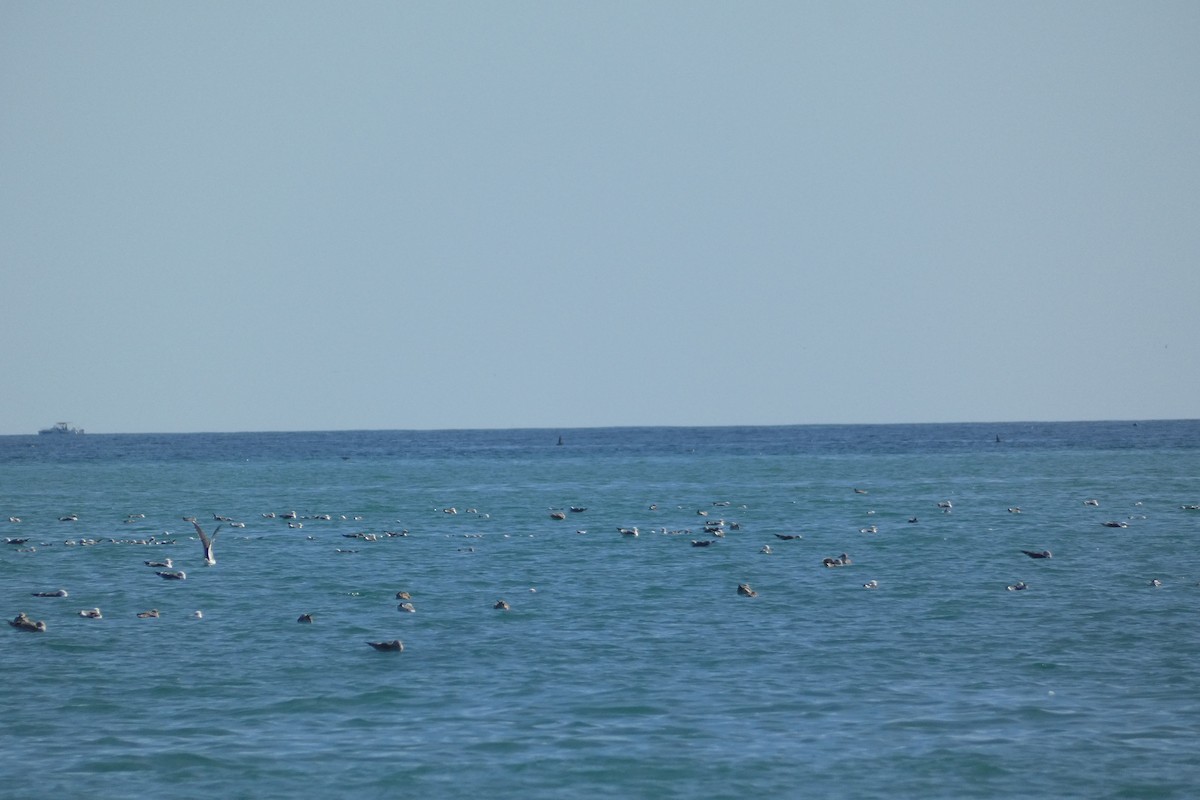 Balearic Shearwater - ML646974973