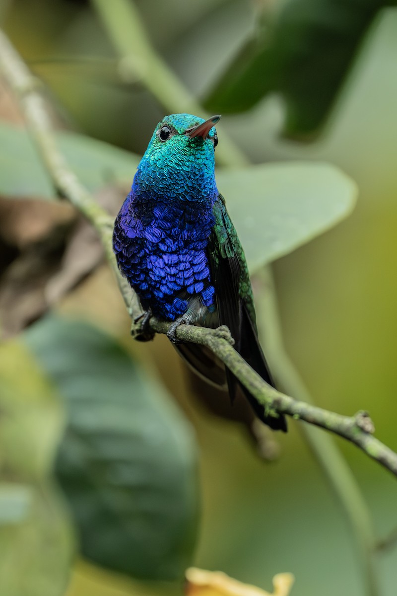 Violet-bellied Hummingbird - ML646974976