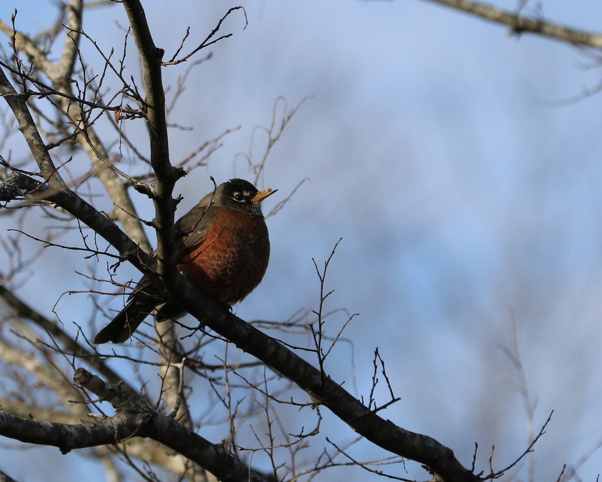 drozd stěhovavý - ML646974977