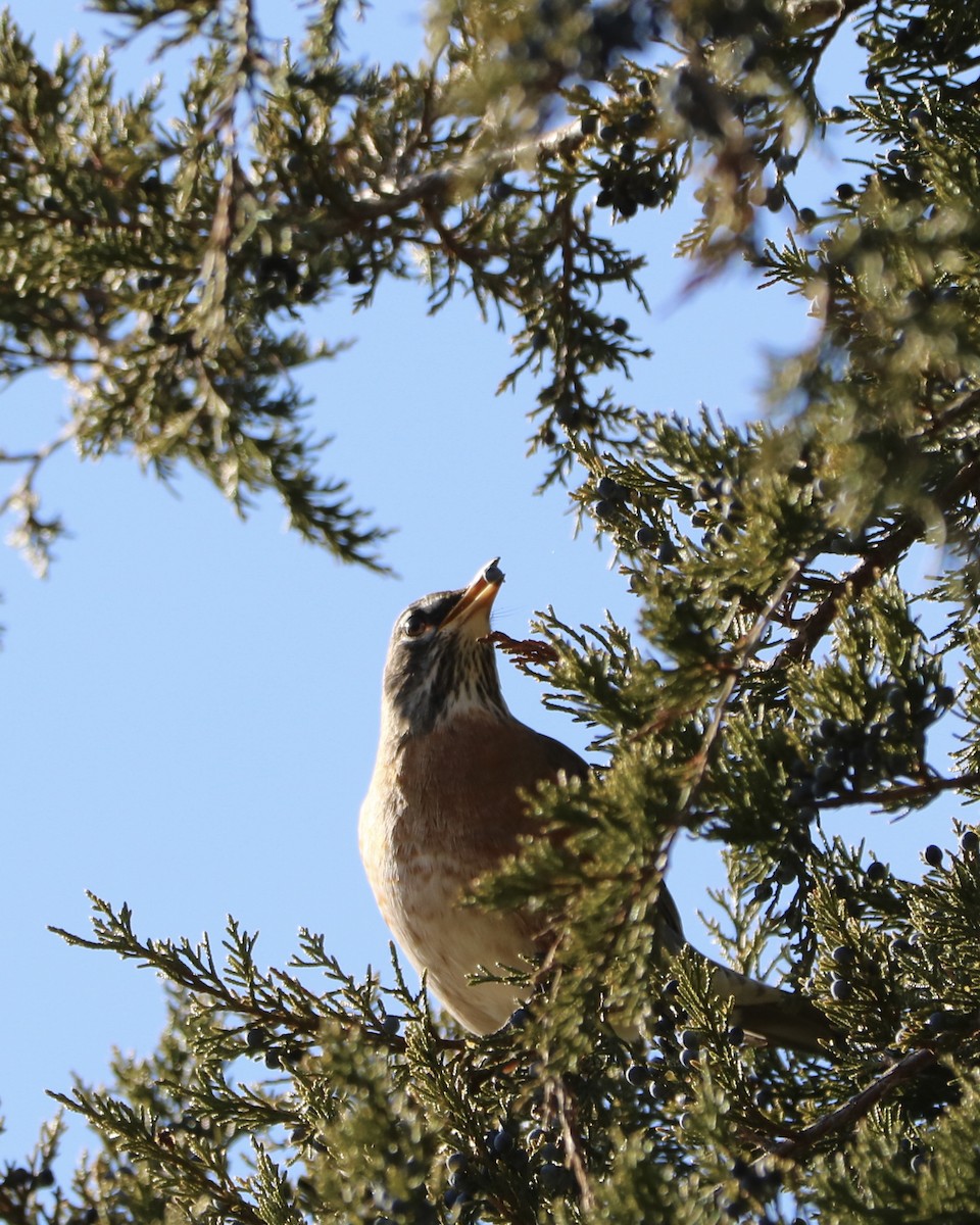 drozd stěhovavý - ML646974978