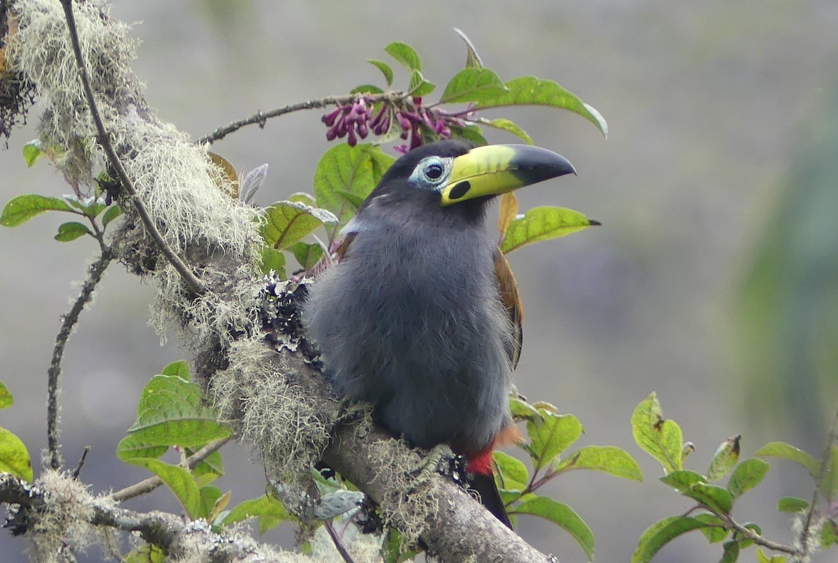 Hooded Mountain-Toucan - ML646974979