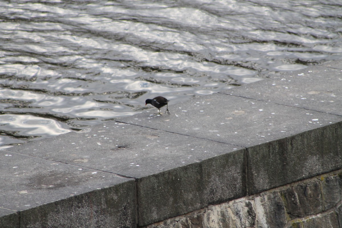 Eurasian Moorhen - ML646974981