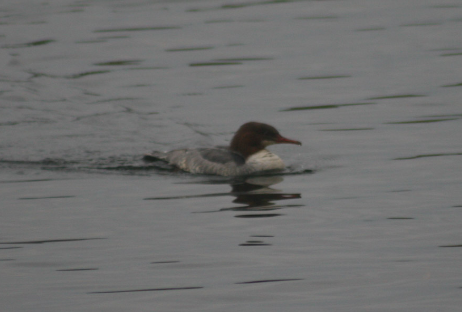 Common Merganser - ML646974985