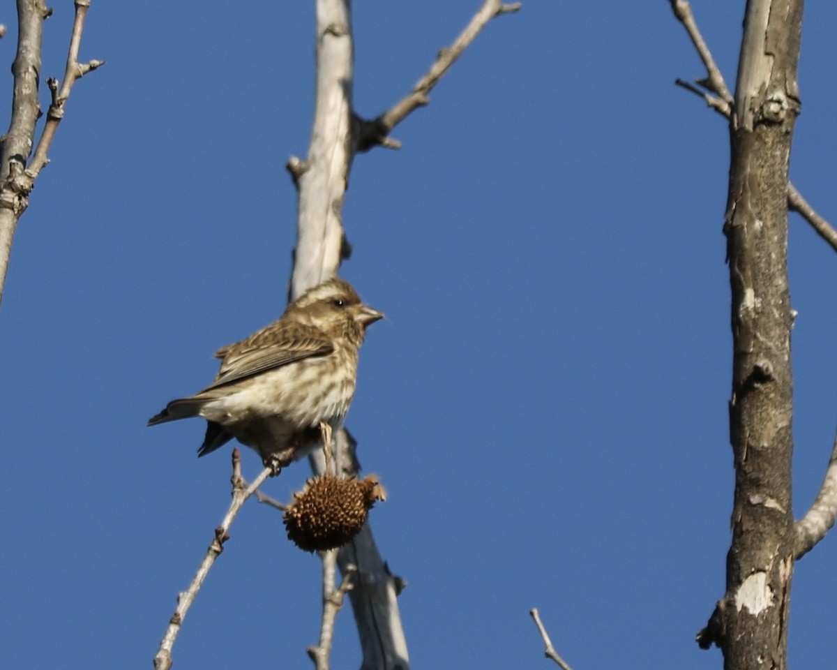 Purple Finch - ML646974986