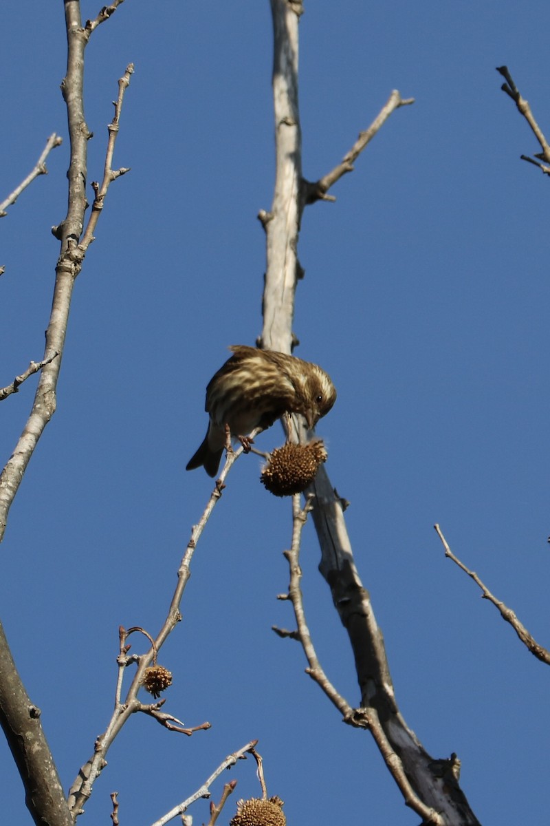 hýl nachový - ML646974987