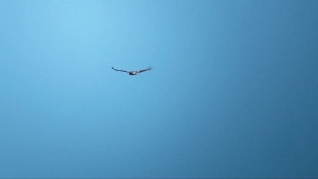 Golden Eagle - ML646974995