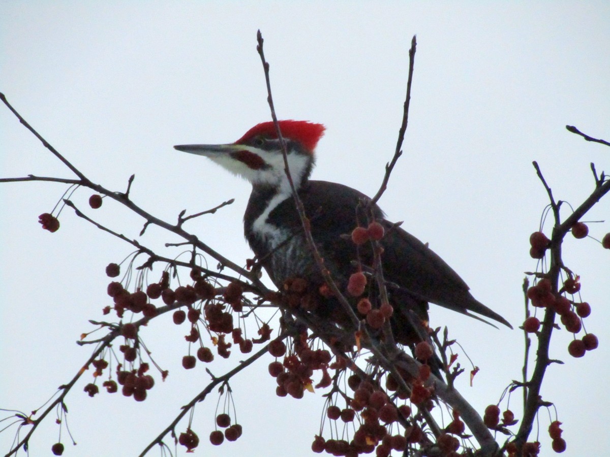 Pileated Woodpecker - ML646974996
