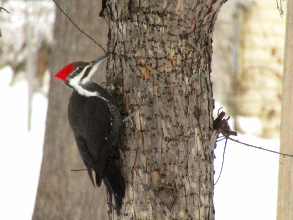 Pileated Woodpecker - ML646974997