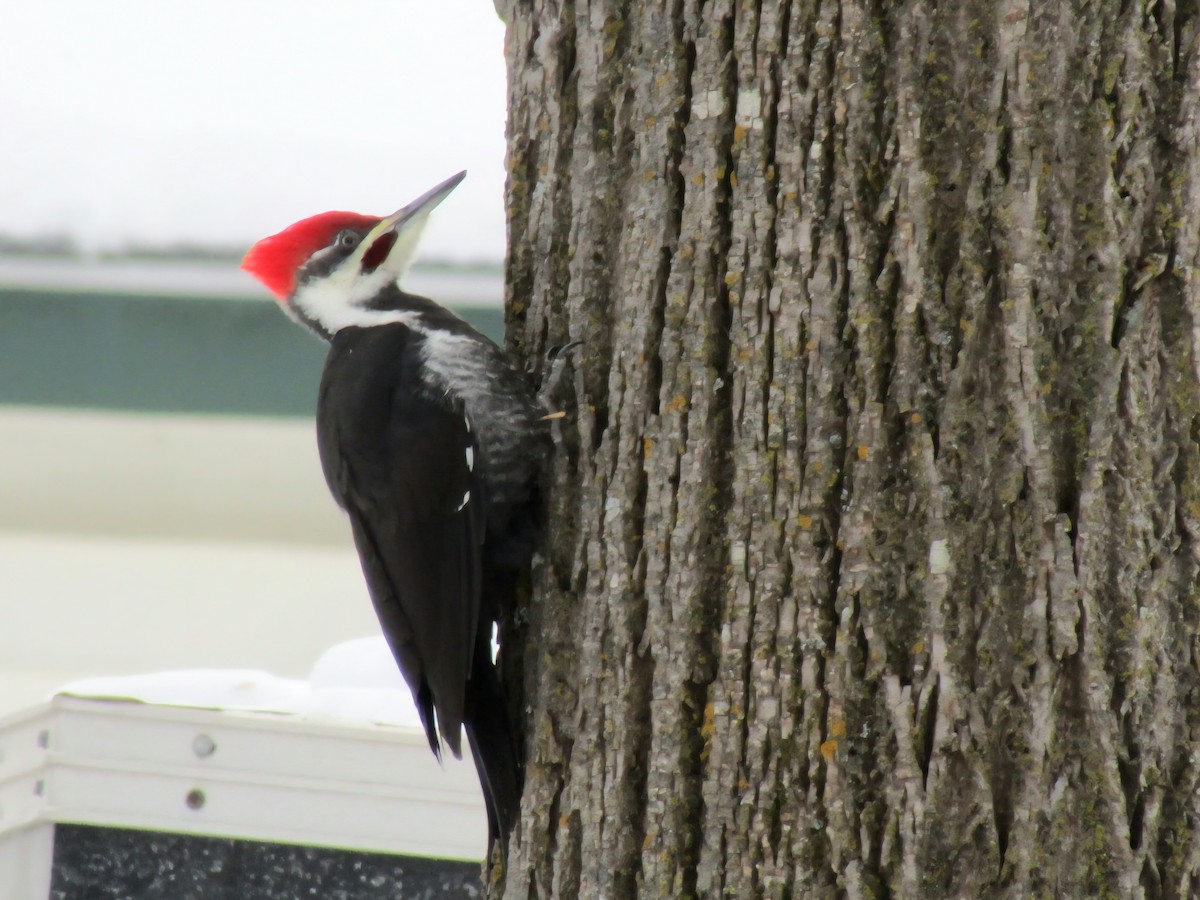 Pileated Woodpecker - ML646974999
