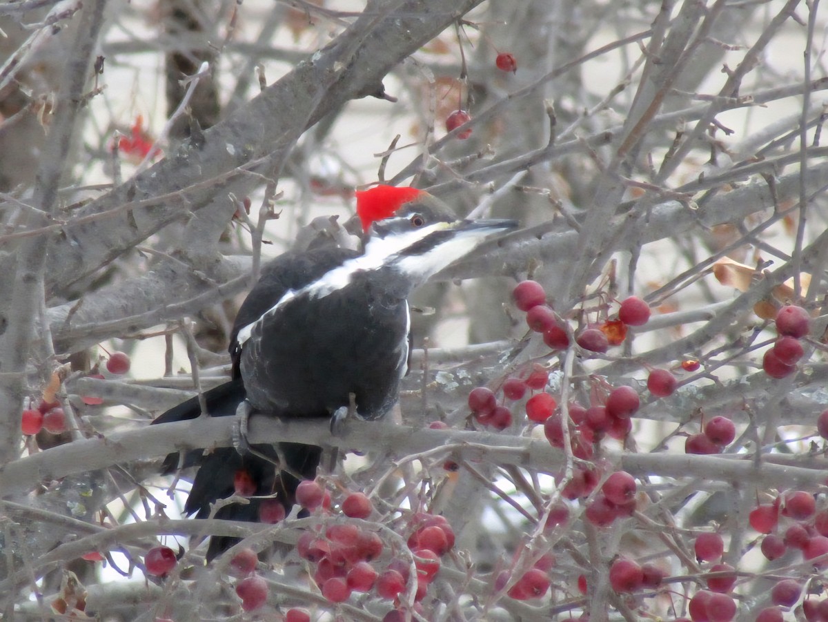 Pileated Woodpecker - ML646975000