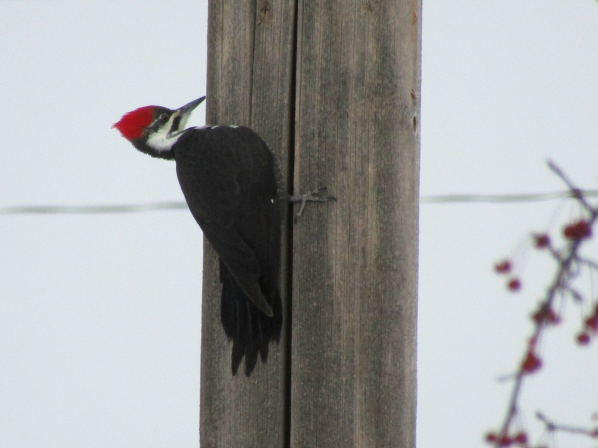 Pileated Woodpecker - ML646975001