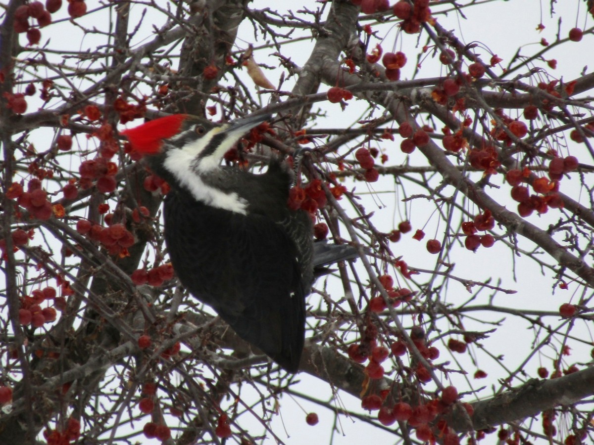 Pileated Woodpecker - ML646975002