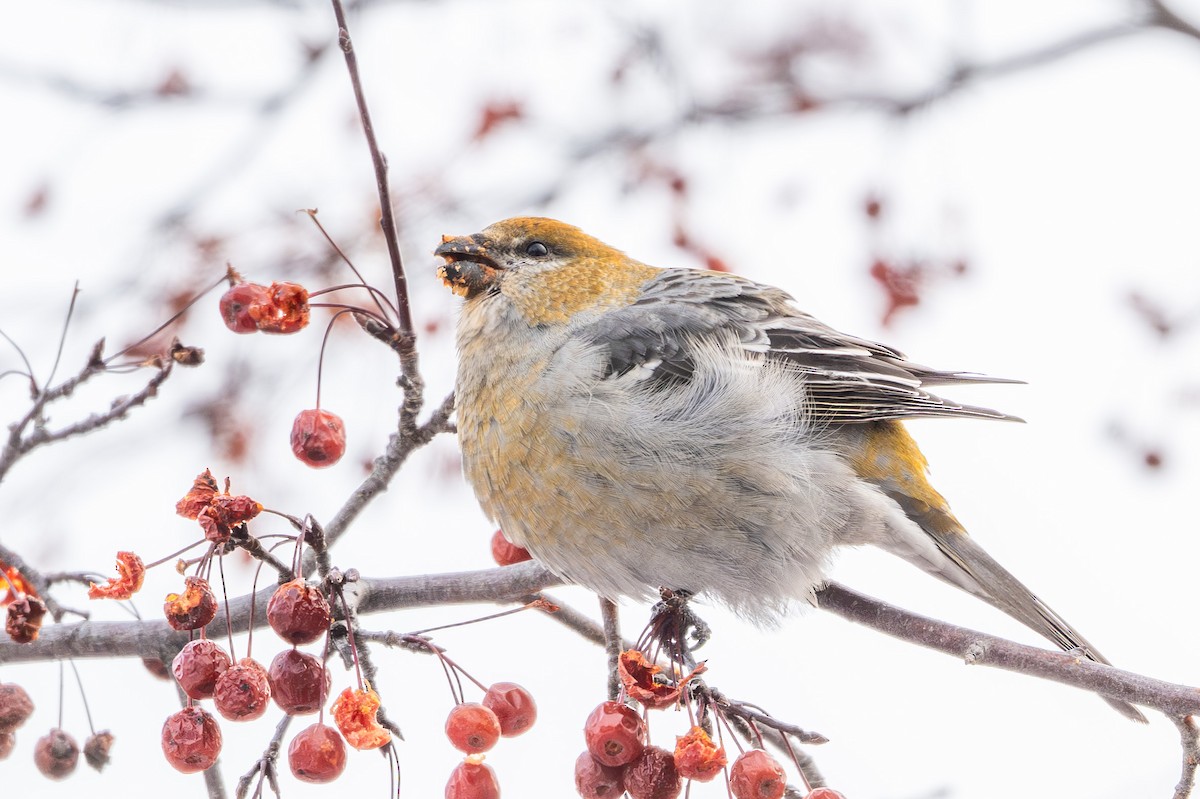 Pine Grosbeak - ML646975003
