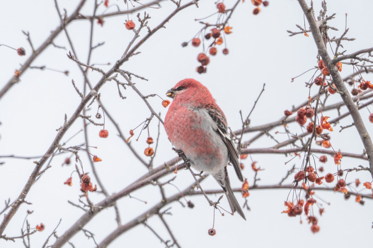Pine Grosbeak - ML646975009