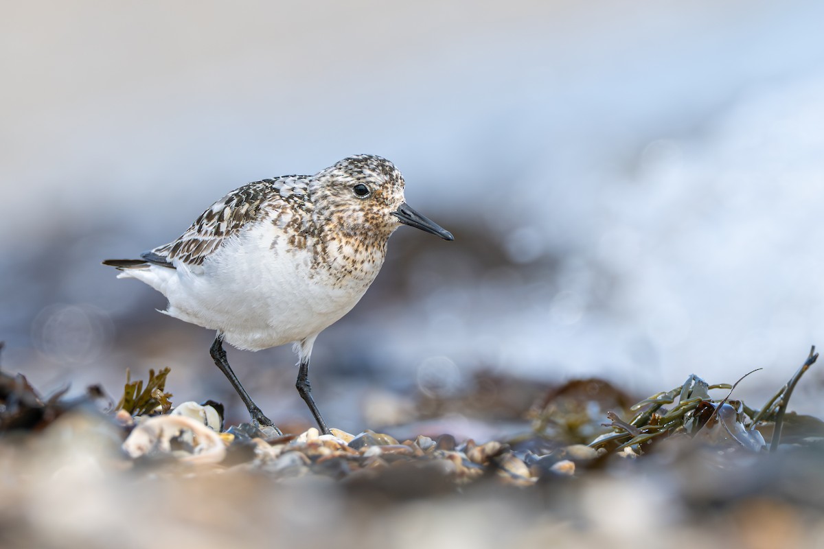 Bécasseau sanderling - ML646975014