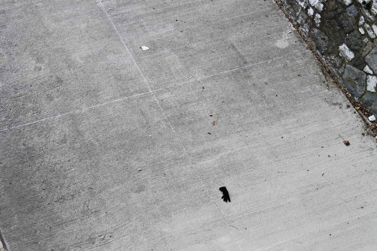 Eurasian Moorhen - ML646975015