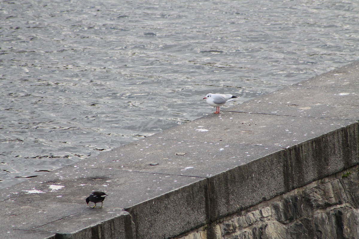 Eurasian Moorhen - ML646975026