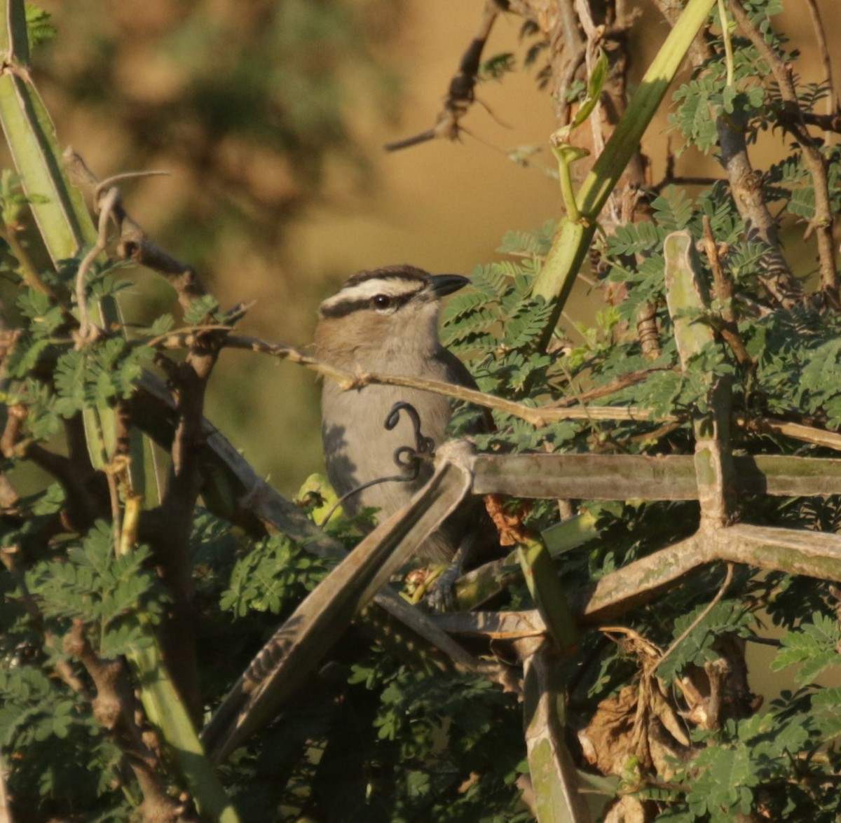 Черношапочная чагра - ML646975027