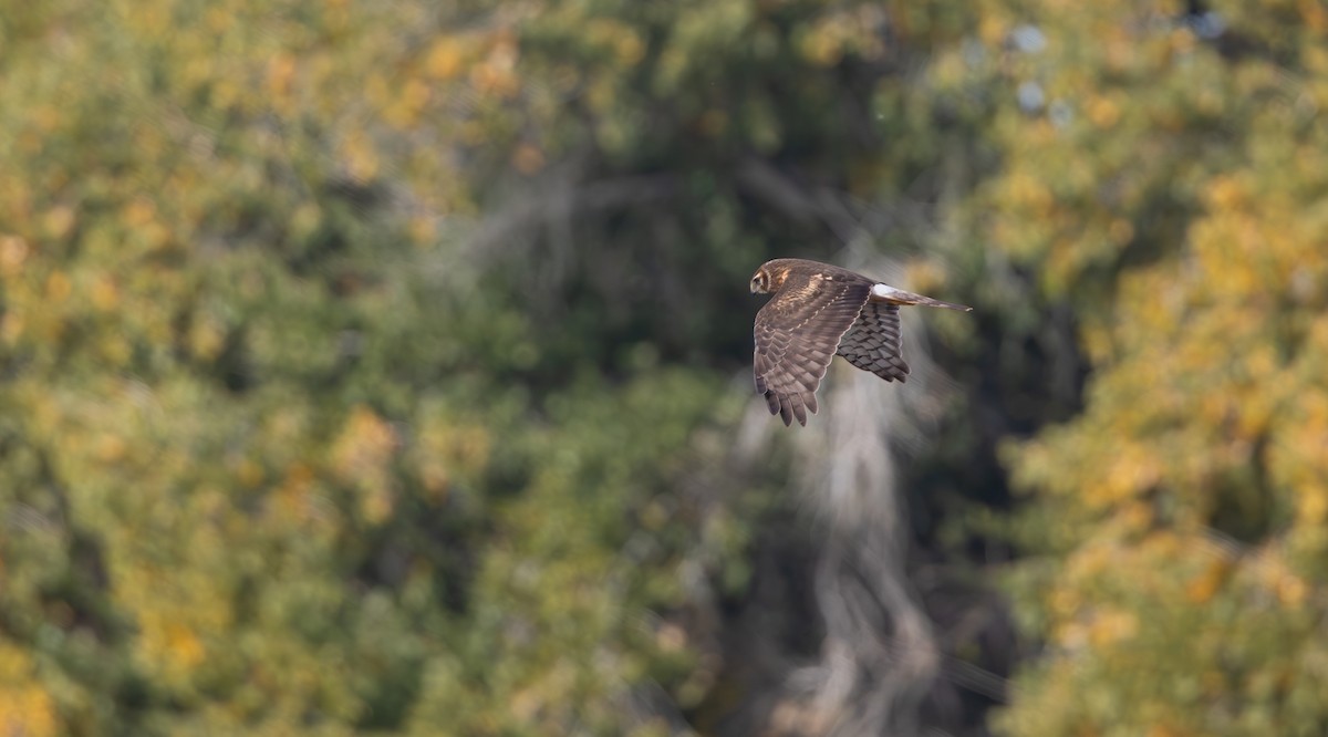 アメリカハイイロチュウヒ - ML646975030