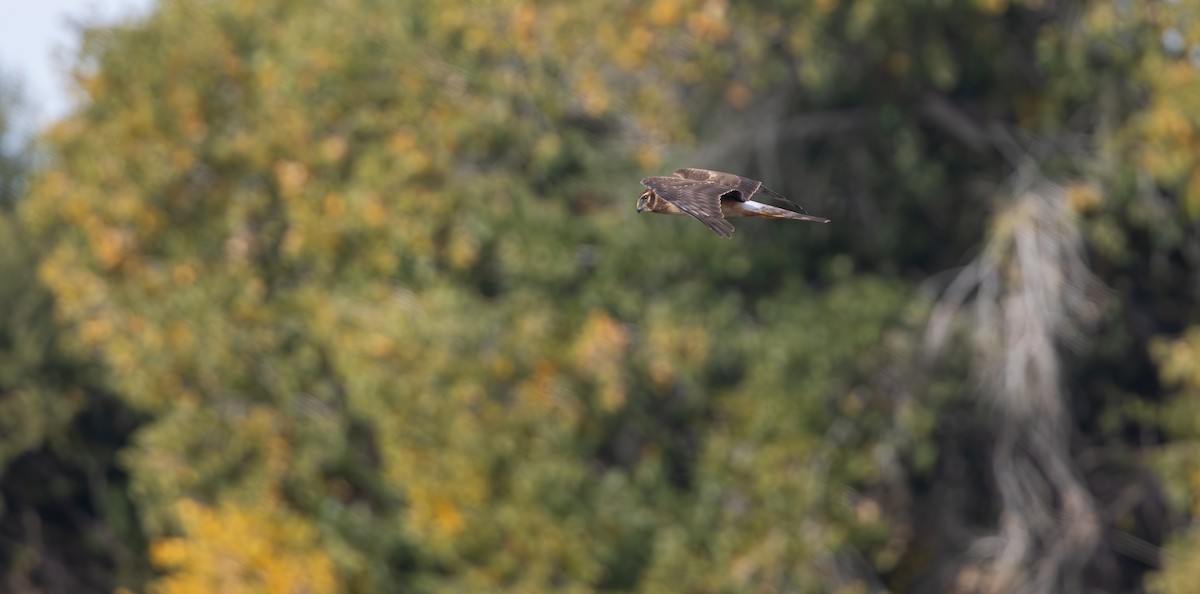 アメリカハイイロチュウヒ - ML646975031