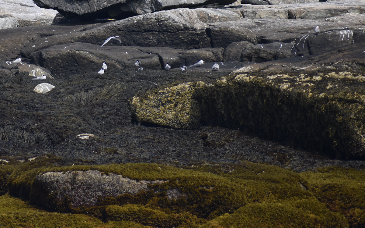 Arctic Tern - ML646975036
