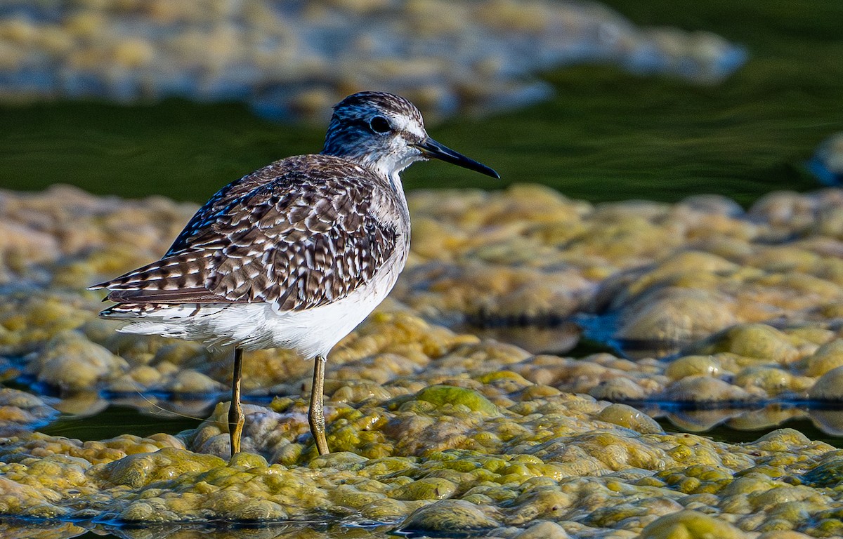 vodouš bahenní - ML646975044